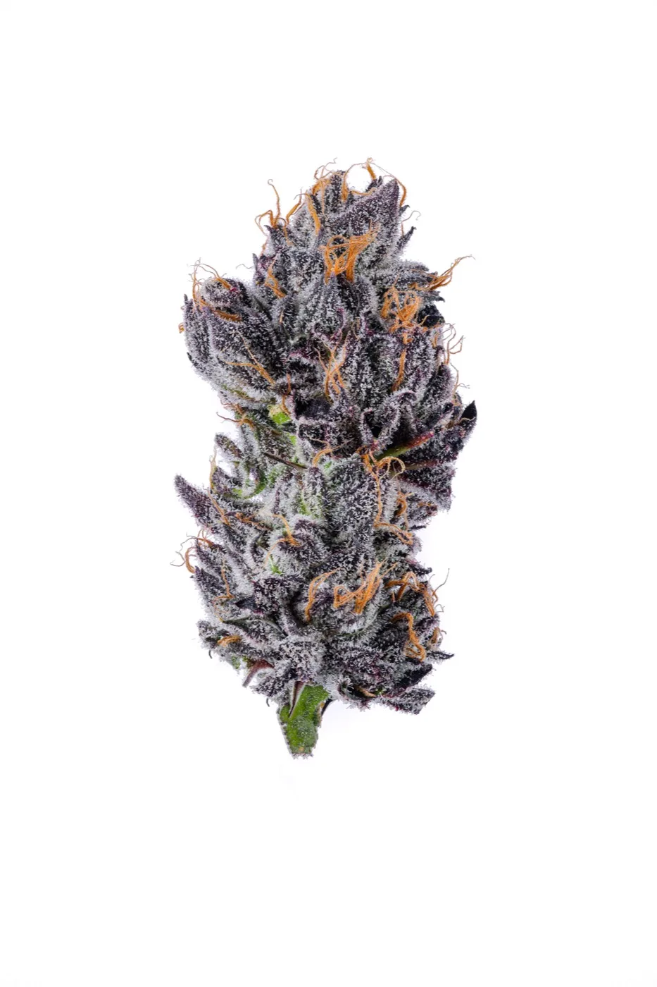 Frosted cannabis cola selected for ice-water hash