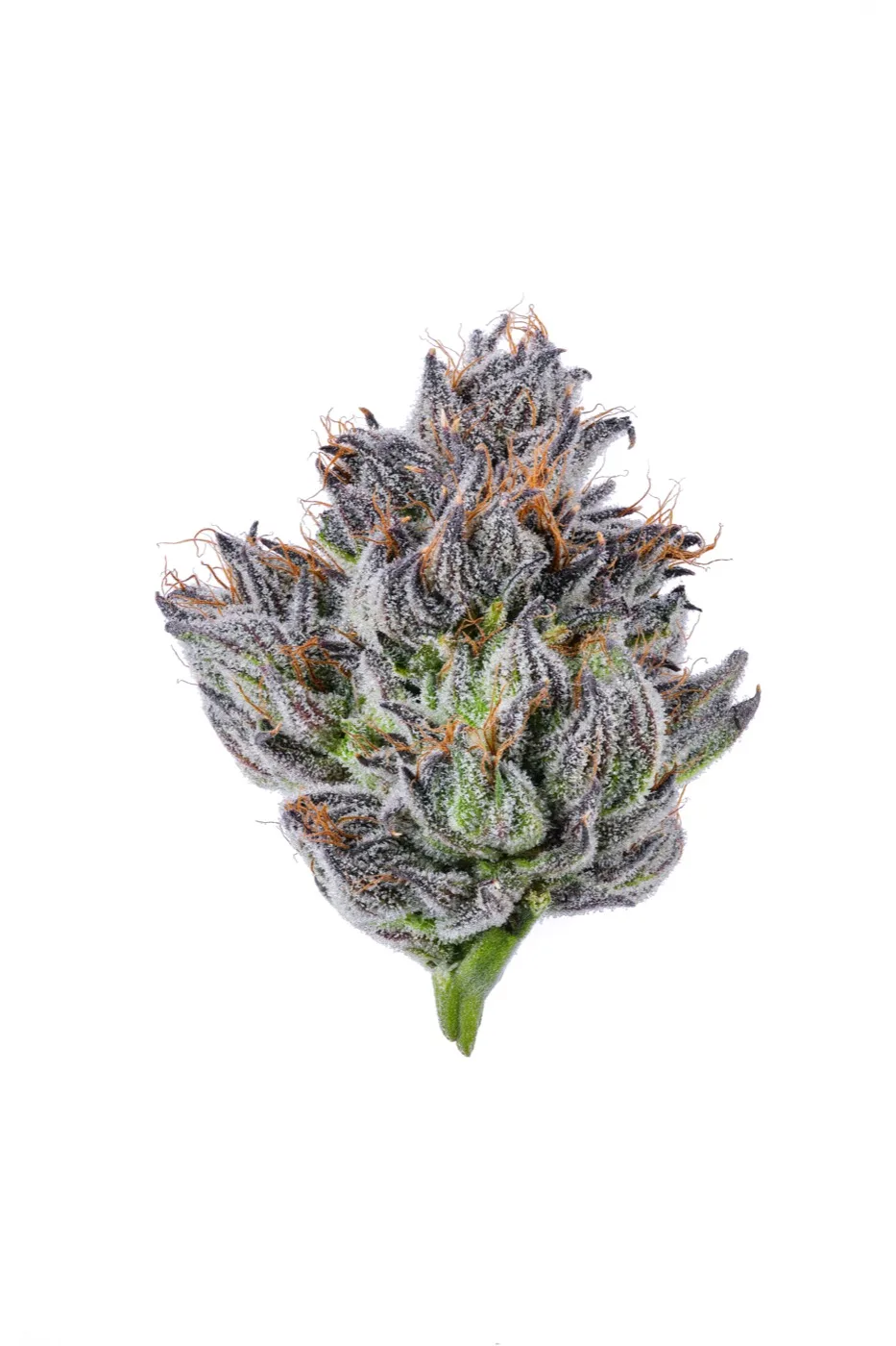 Purple cannabis bud with amber pistils, macro