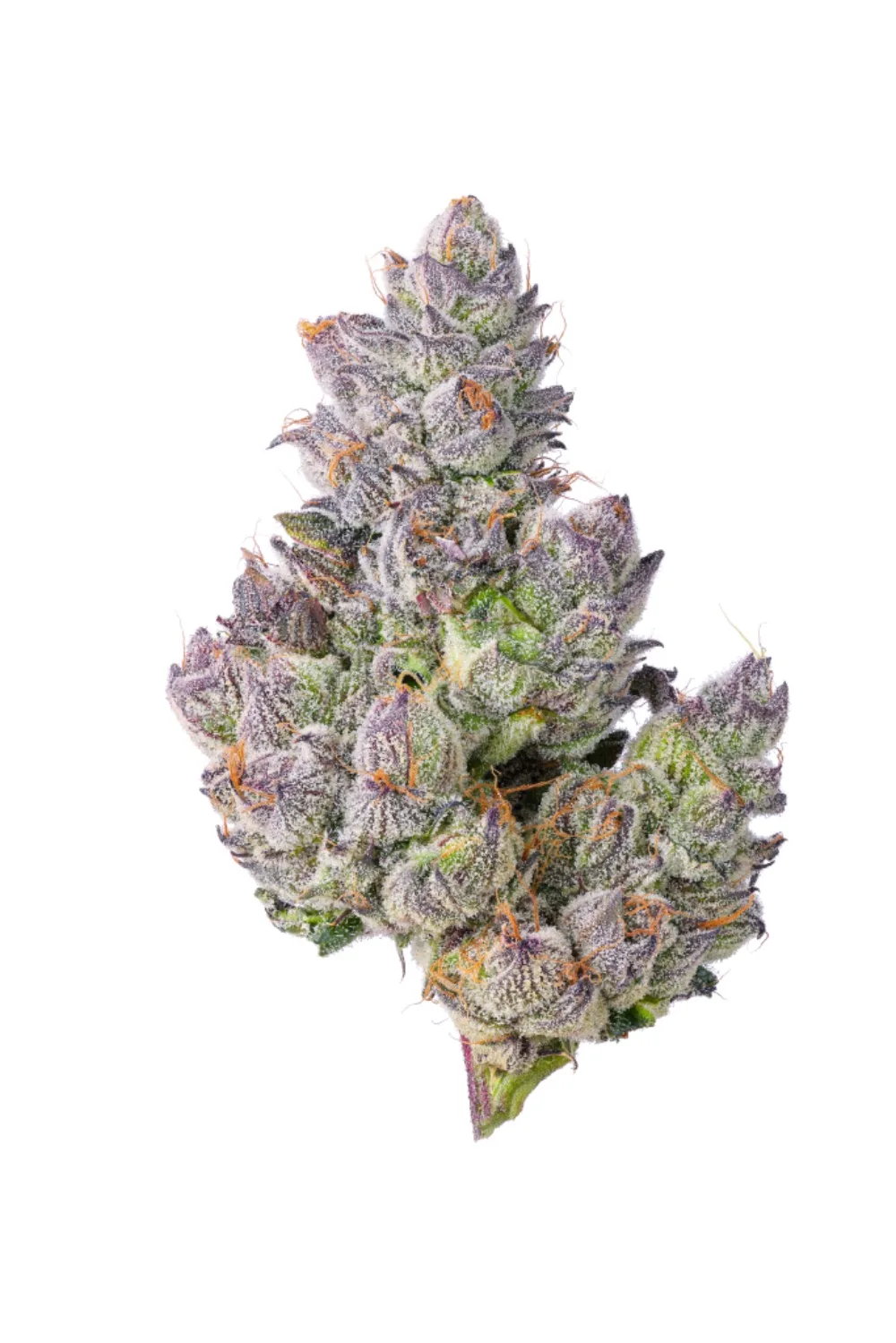 Whole-flower cannabis specimen, fresh frozen for the wash